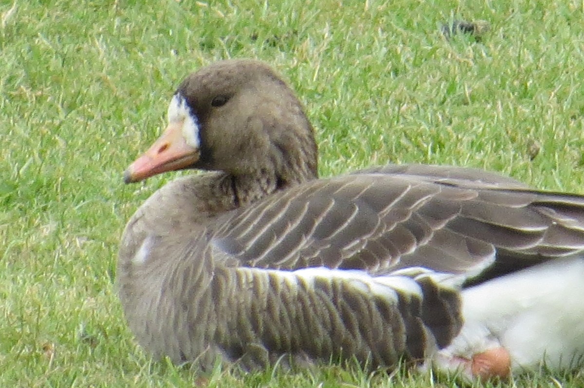 Greater White-fronted Goose - ML614735009