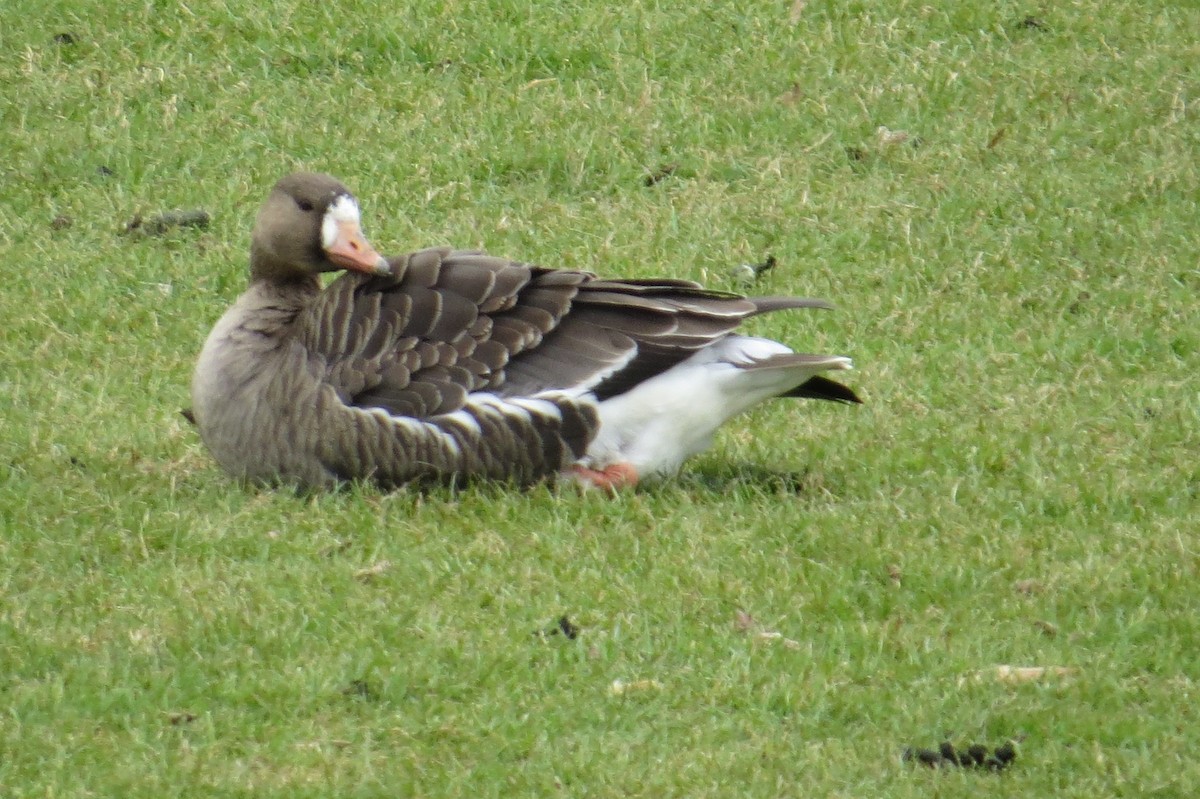 Greater White-fronted Goose - ML614735010