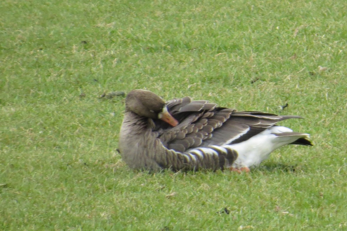 Greater White-fronted Goose - ML614735011