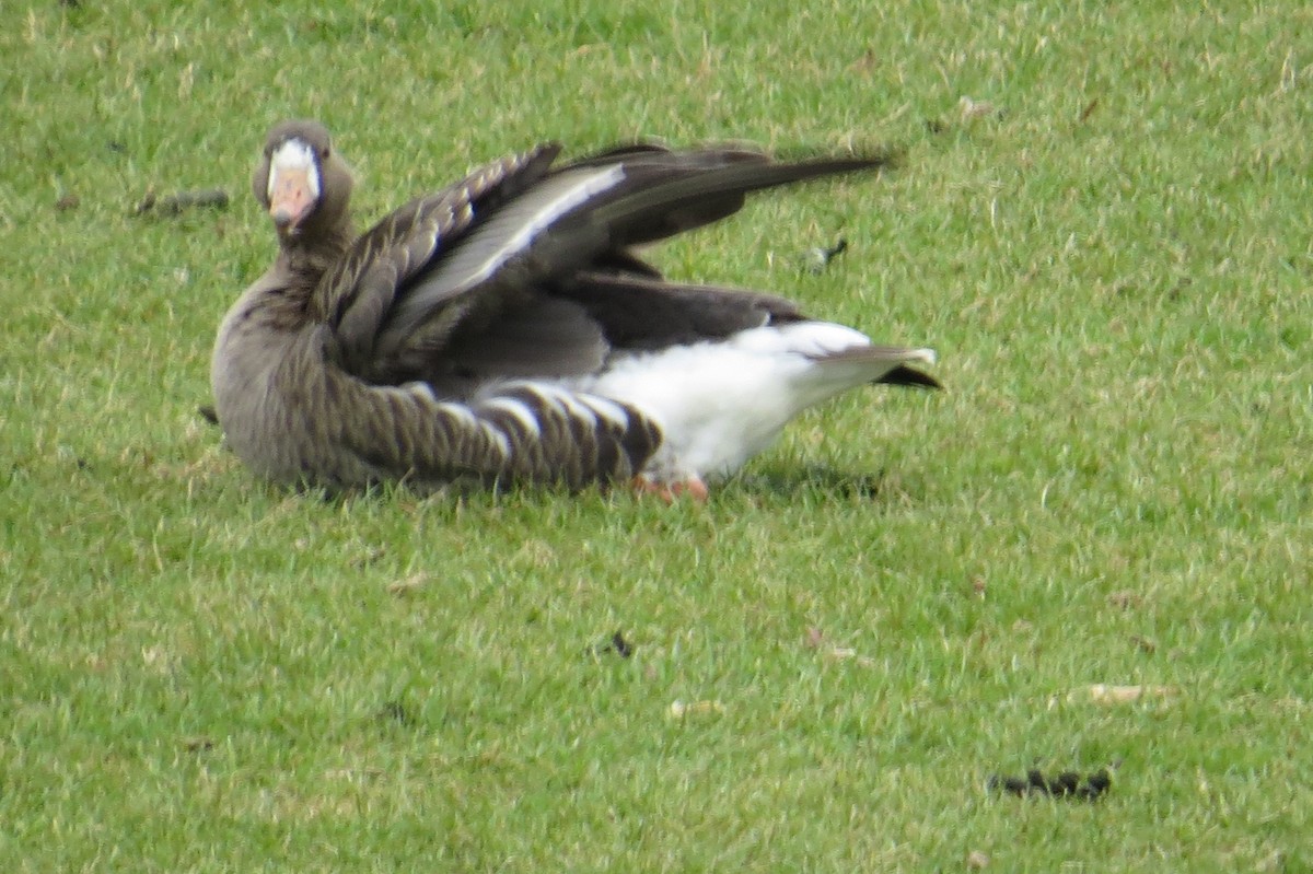 Greater White-fronted Goose - ML614735014