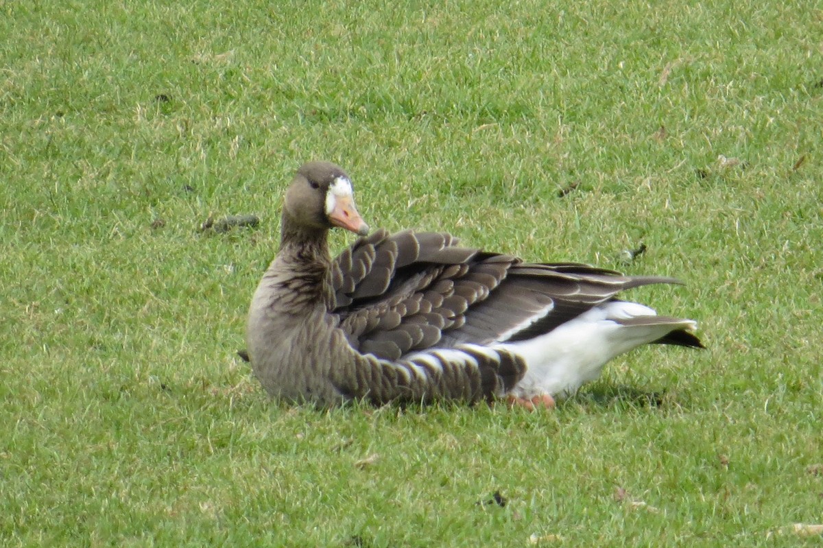 Greater White-fronted Goose - ML614735016