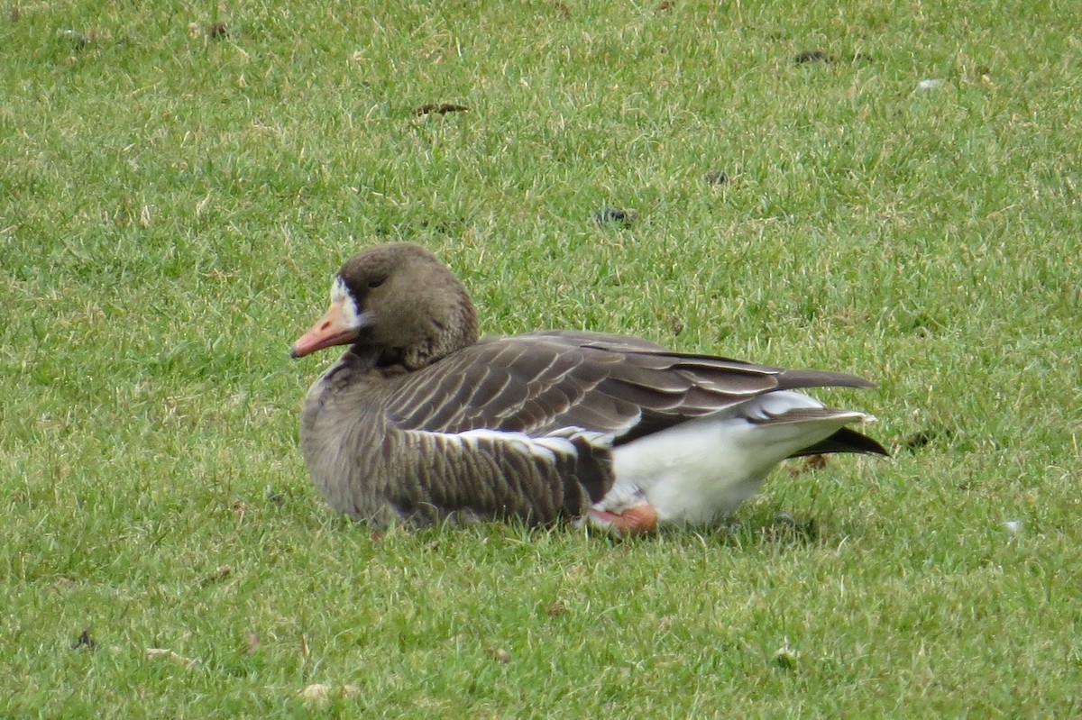 Greater White-fronted Goose - ML614735020