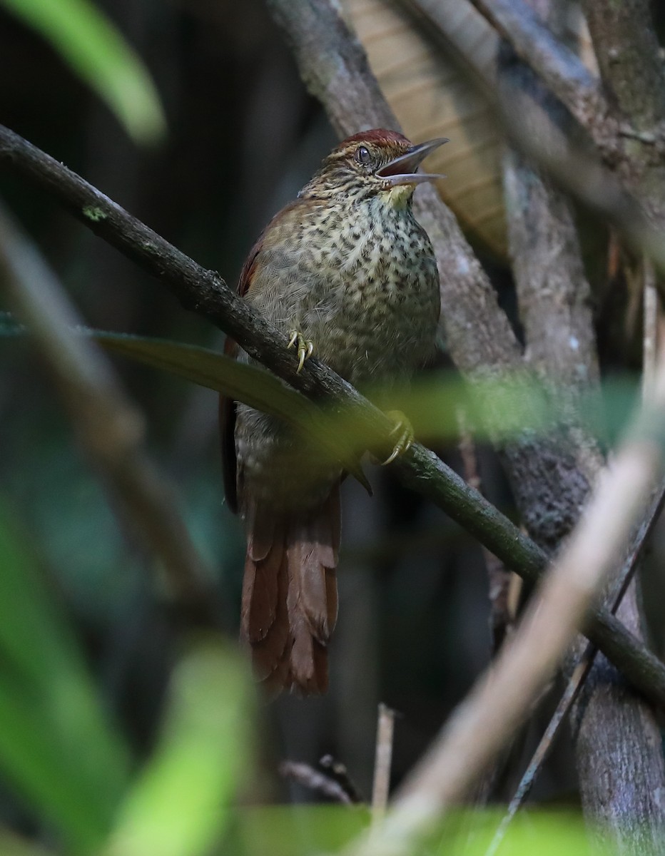 Speckled Spinetail - ML614735217