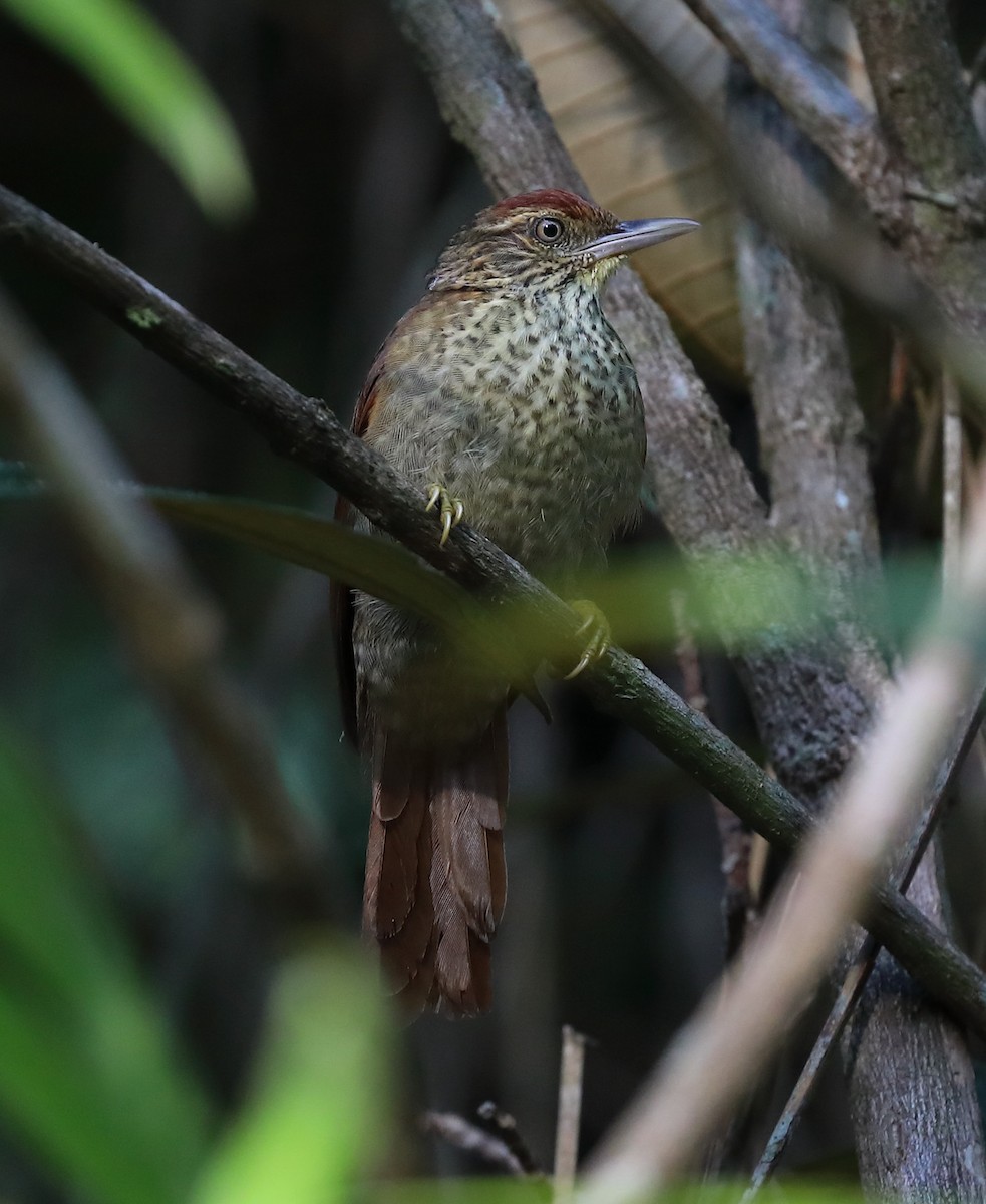 Speckled Spinetail - ML614735220