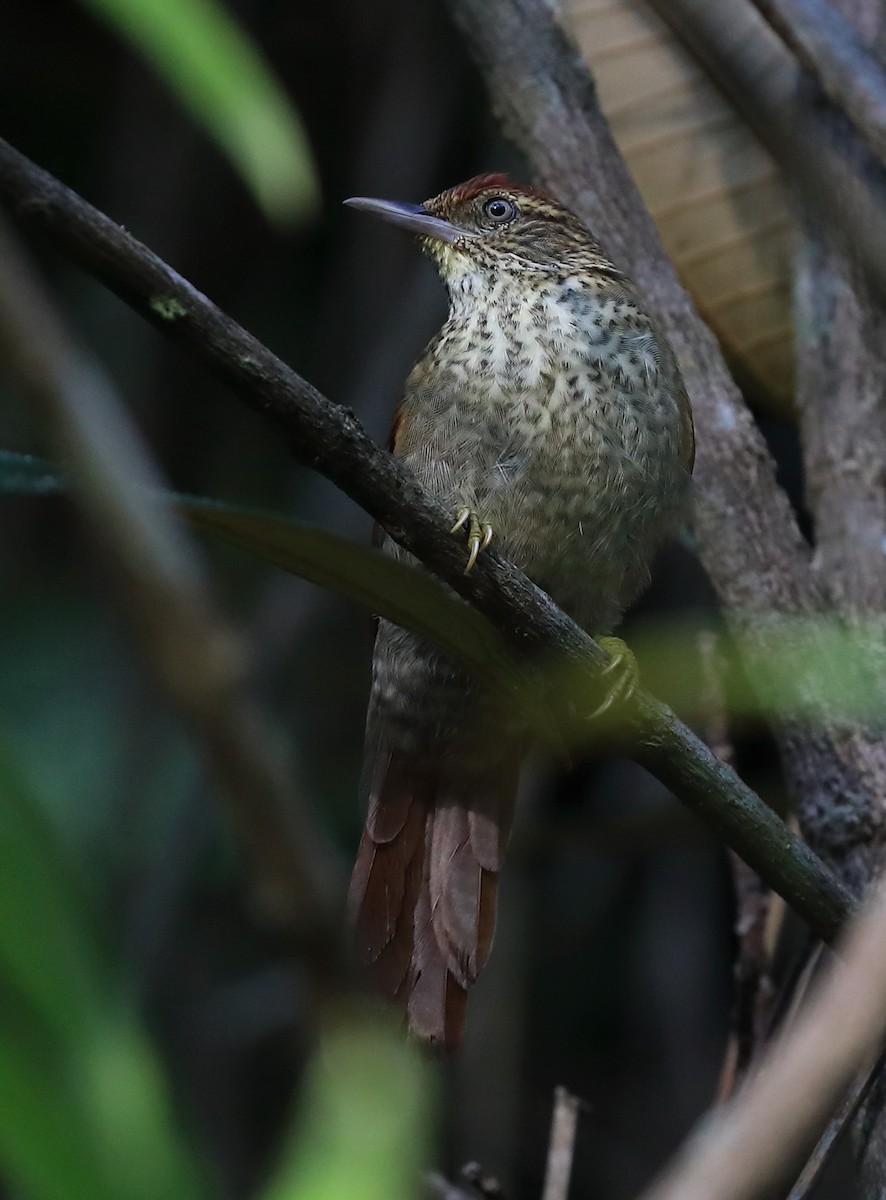 Speckled Spinetail - ML614735224