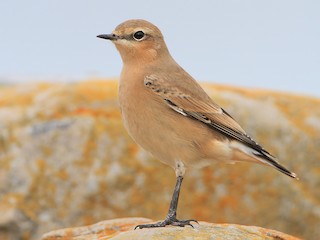  - Northern Wheatear