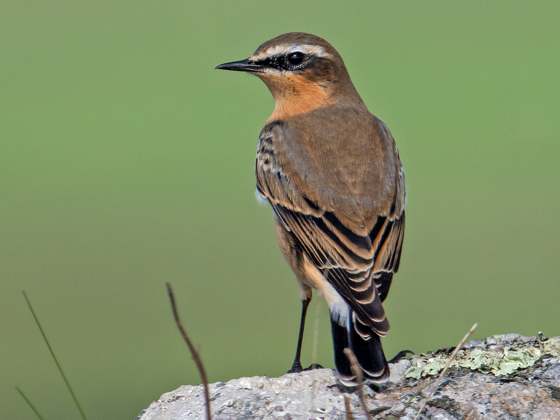Northern Wheatear - eBird