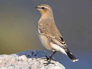 Самка/молодая птица (Eurasian) - Daniel Jauvin - ML614735318