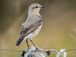 นกเต็มวัยชุดขนนอกฤดูผสมพันธุ์ - Natthaphat Chotjuckdikul - ML614735325
