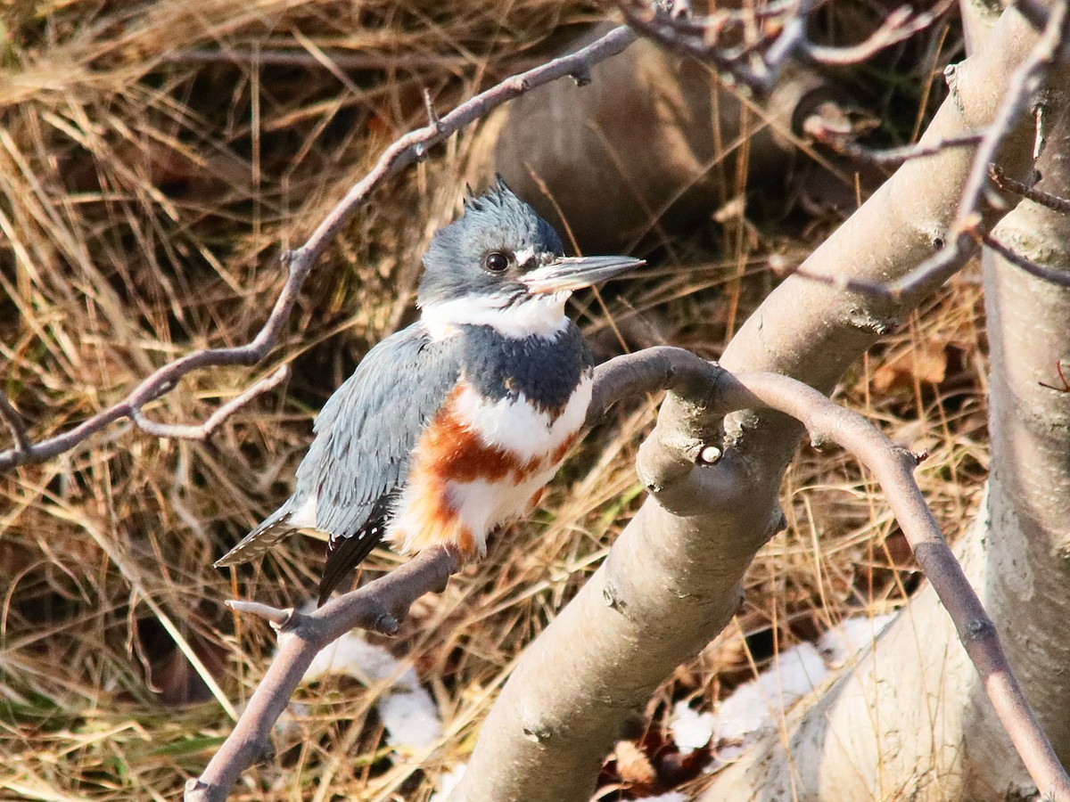 Belted Kingfisher - ML614735331
