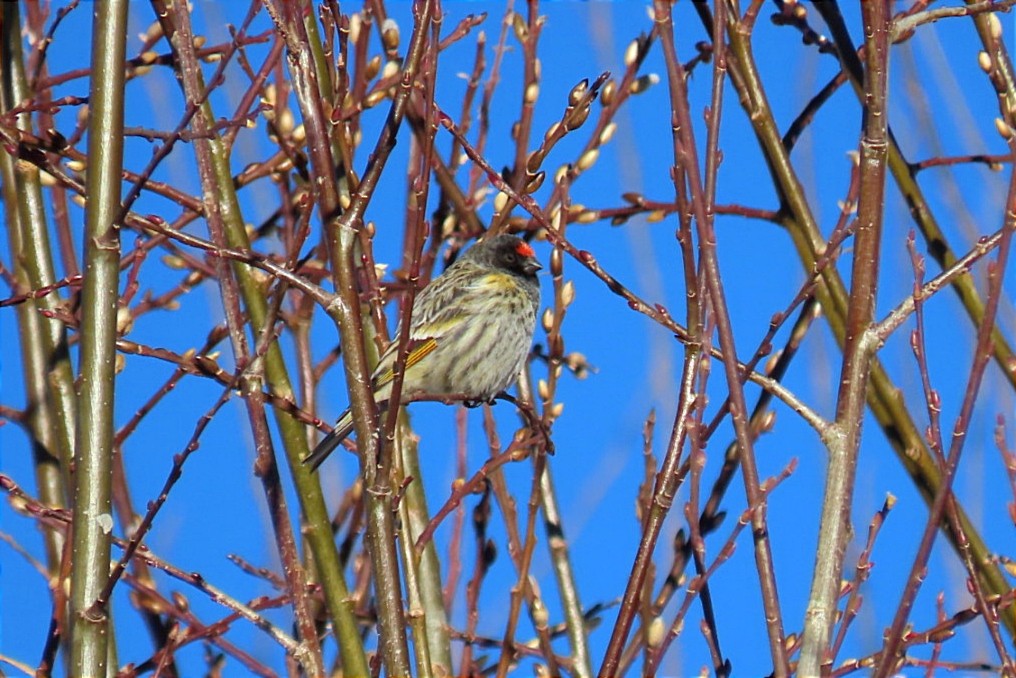Fire-fronted Serin - ML614735355
