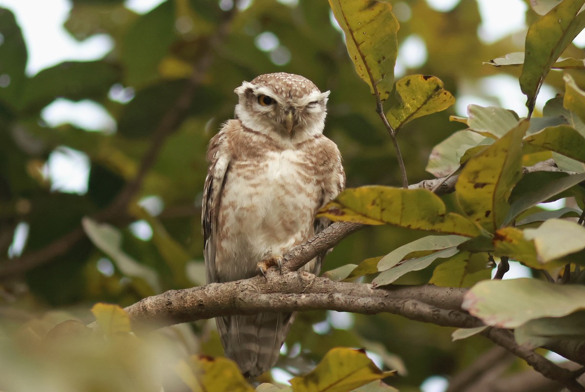 Spotted Owlet - ML614735433