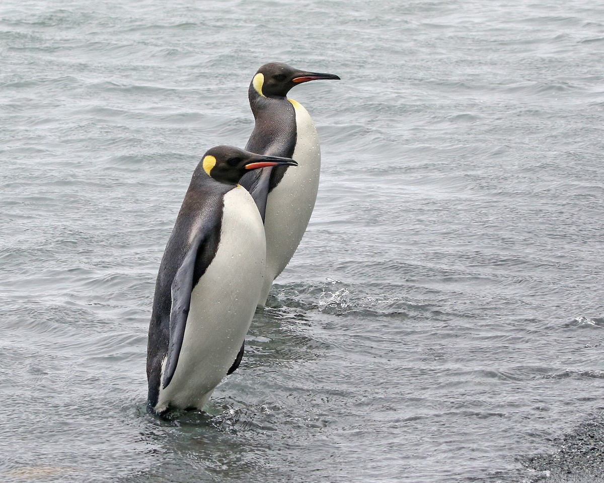 Королевский пингвин - ML614735653