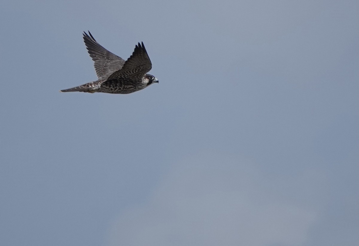 Peregrine Falcon (Tundra) - ML614735988