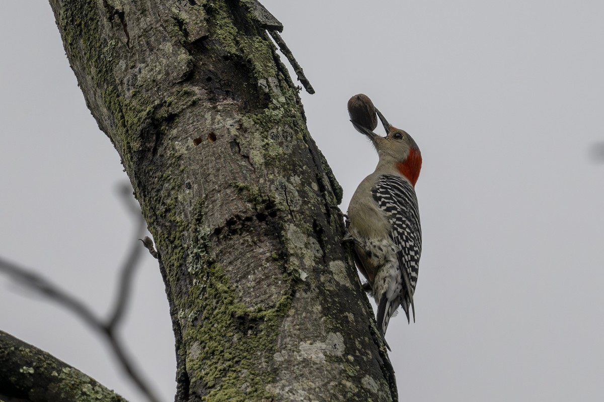 Red-bellied Woodpecker - Mark Elkins