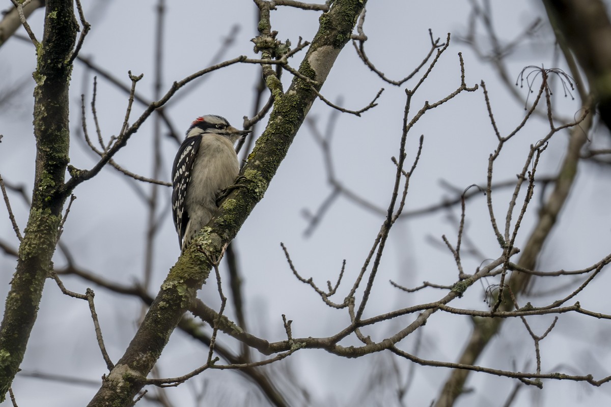 Downy Woodpecker (Eastern) - ML614736160