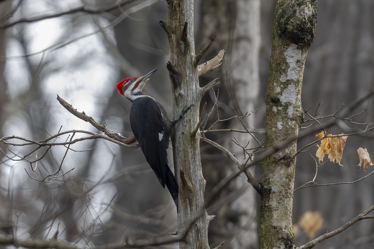 Pileated Woodpecker - Mark Elkins