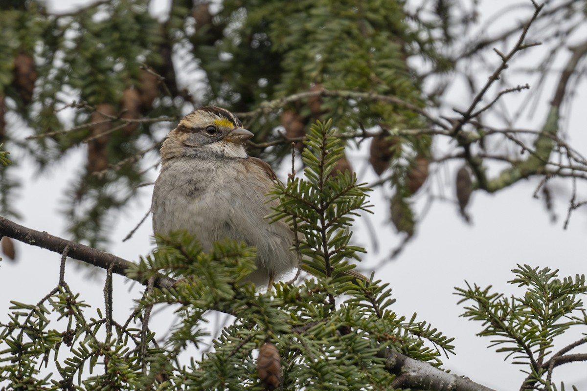 White-throated Sparrow - Mark Elkins