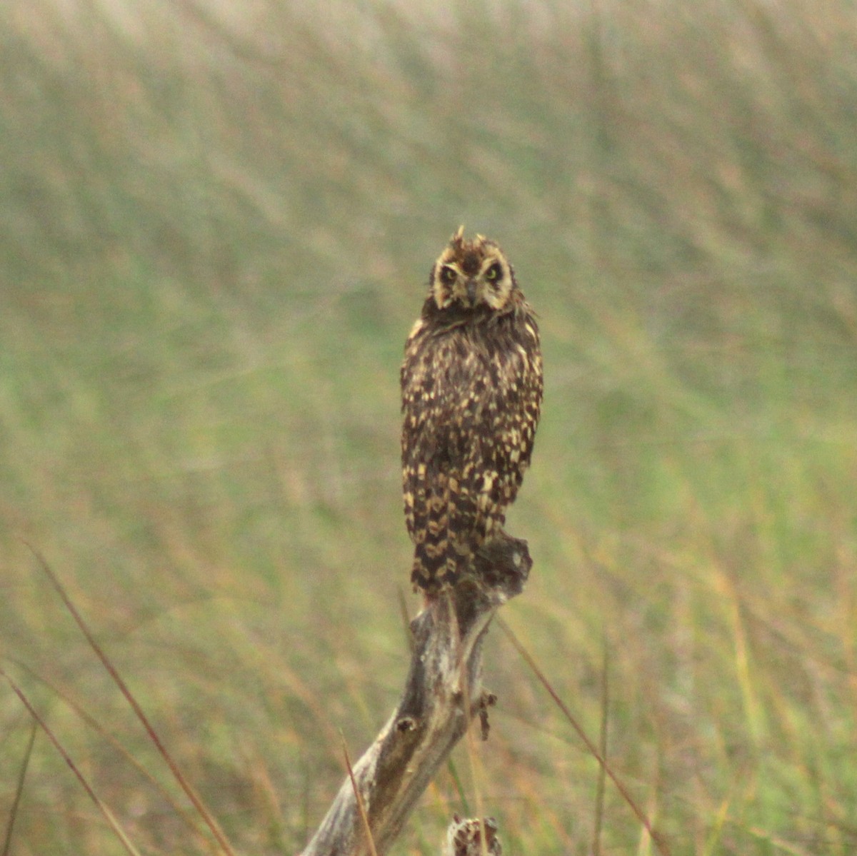 Short-eared Owl - ML614736208