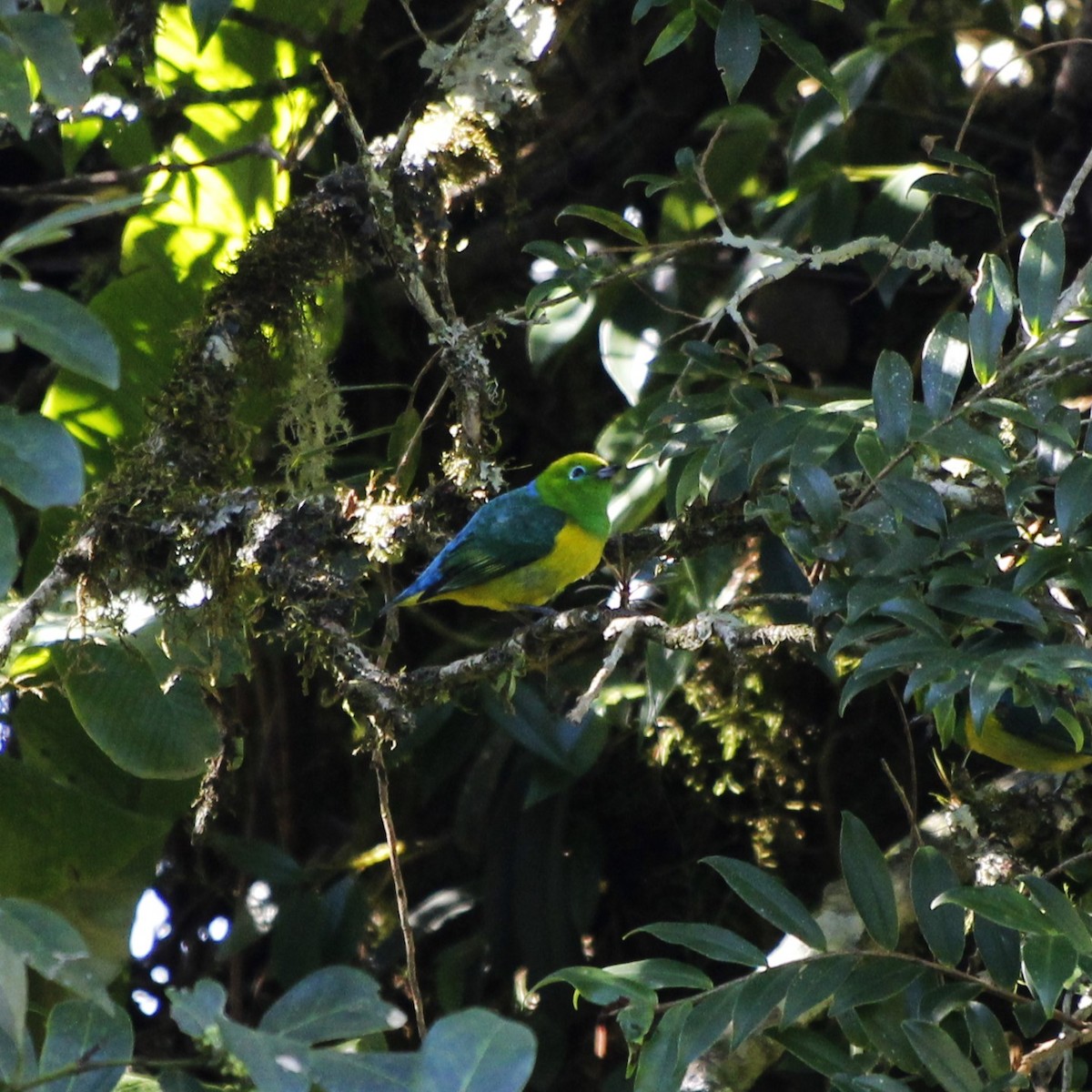 Blue-naped Chlorophonia - Murilo Vicente