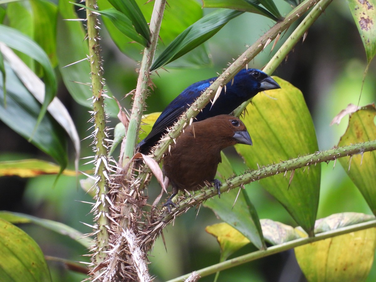 Amazonian Grosbeak - Renhart Apaza Westreicher Nature_Birds_Club_Ynca