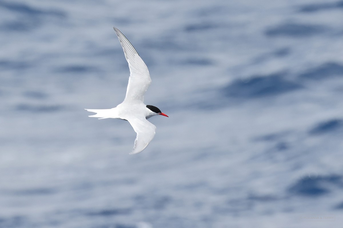 Antarctic Tern - ML614736421