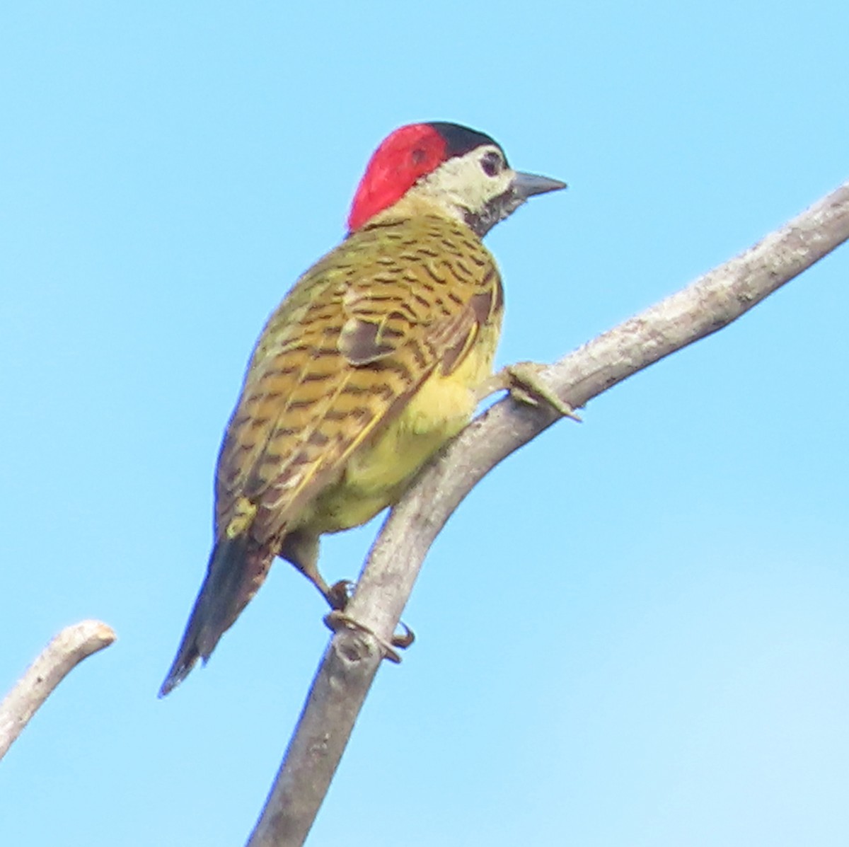 Spot-breasted Woodpecker - ML614736489