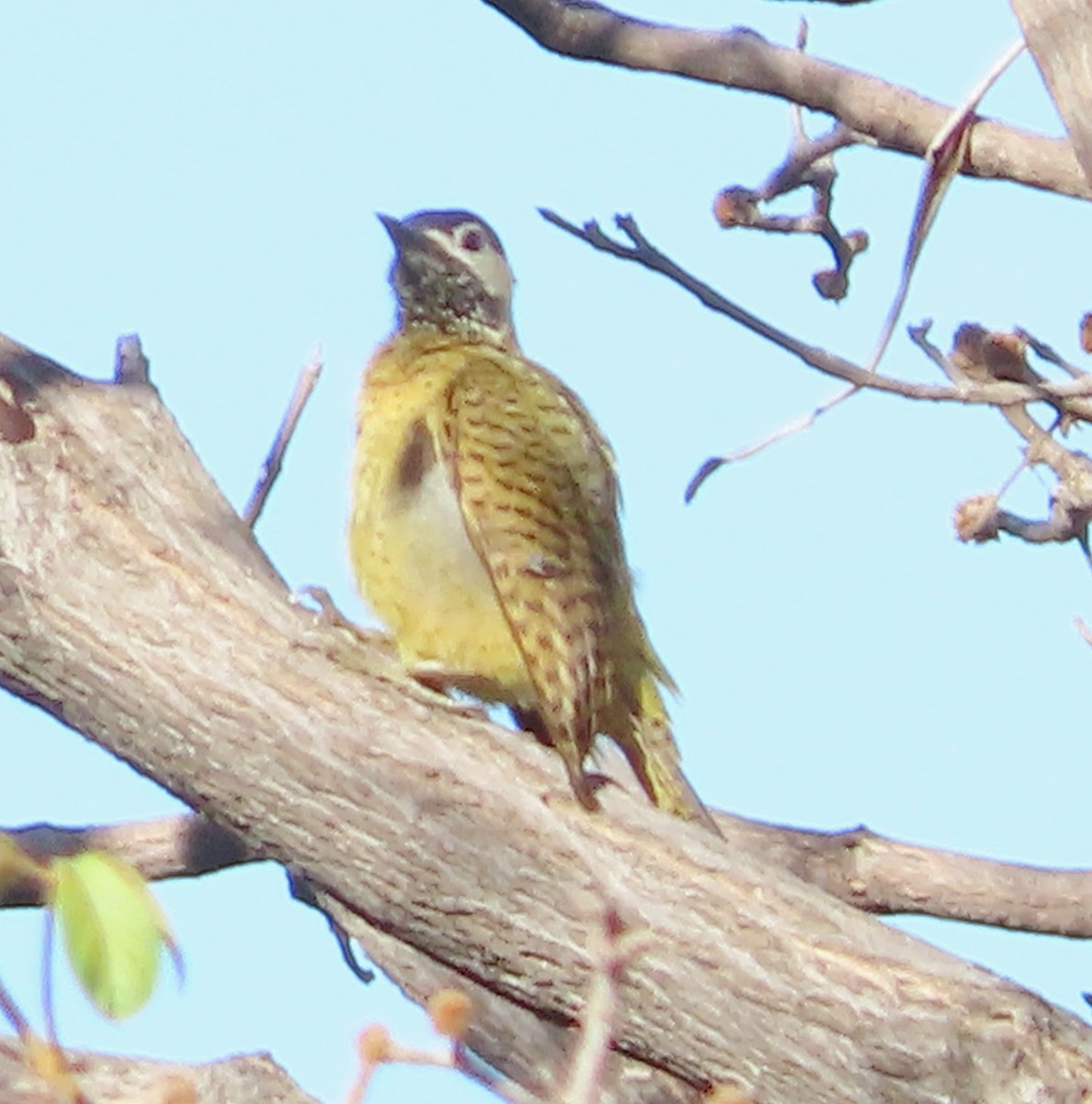 Spot-breasted Woodpecker - Alfredo Correa
