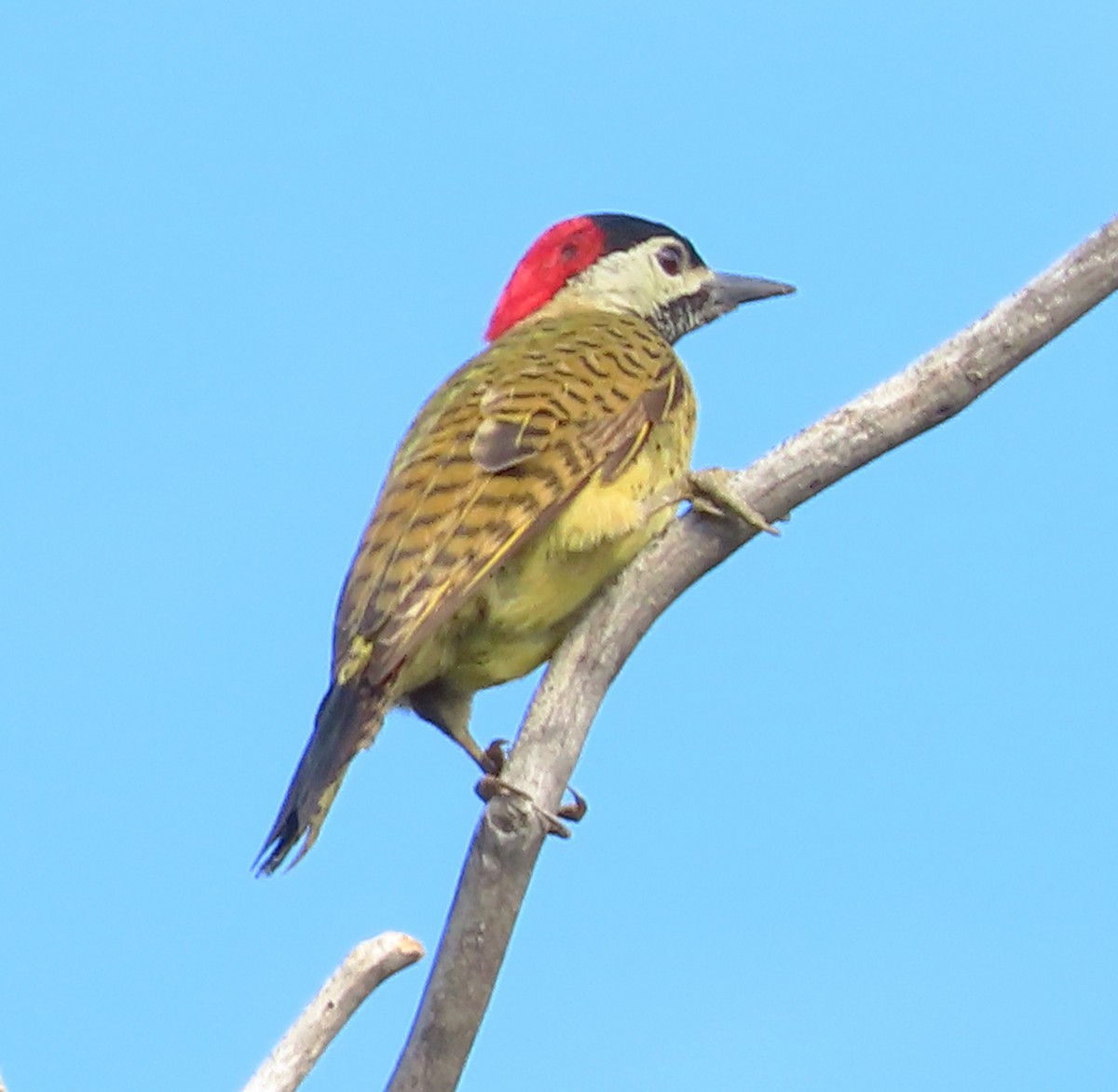 Spot-breasted Woodpecker - ML614736491