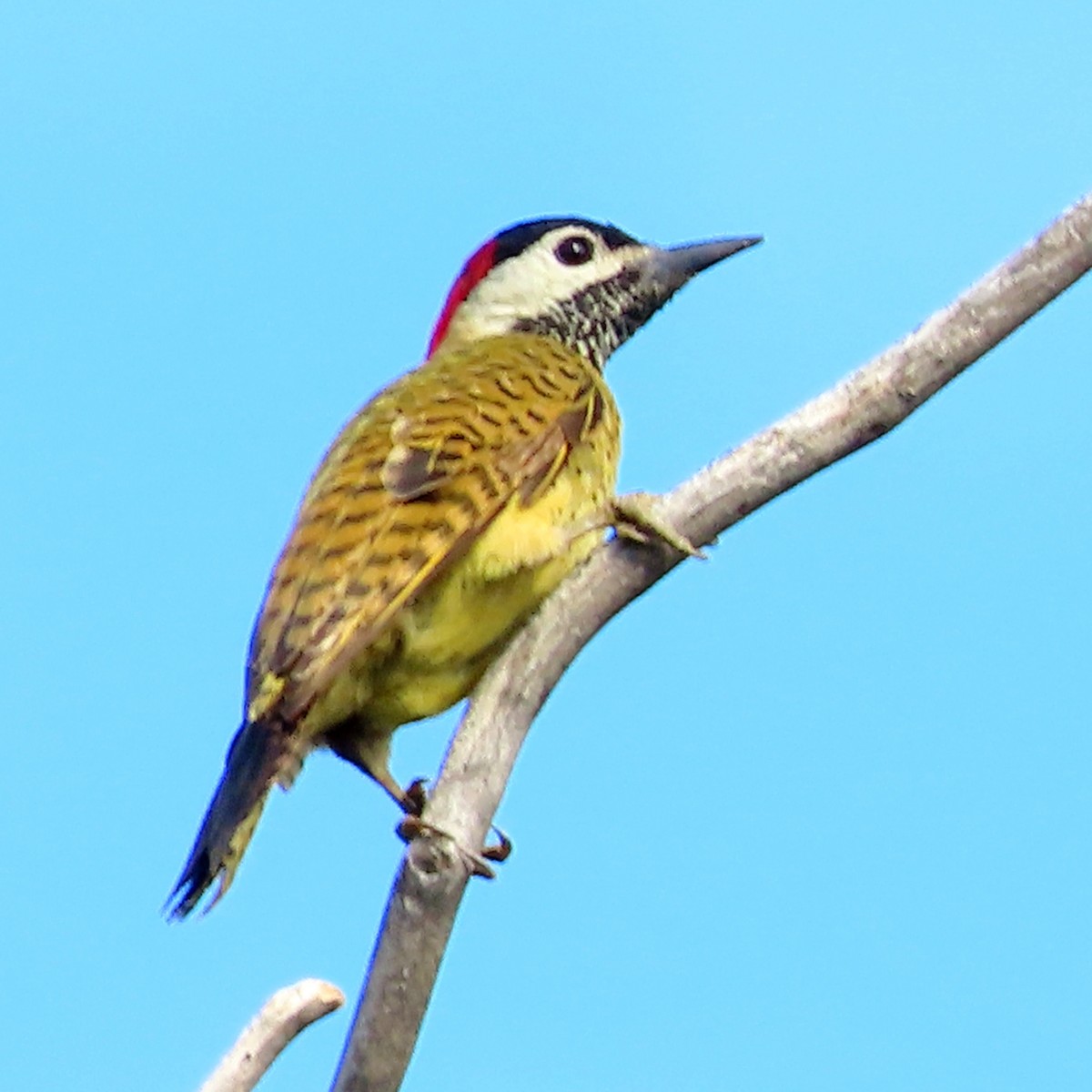 Spot-breasted Woodpecker - ML614736492