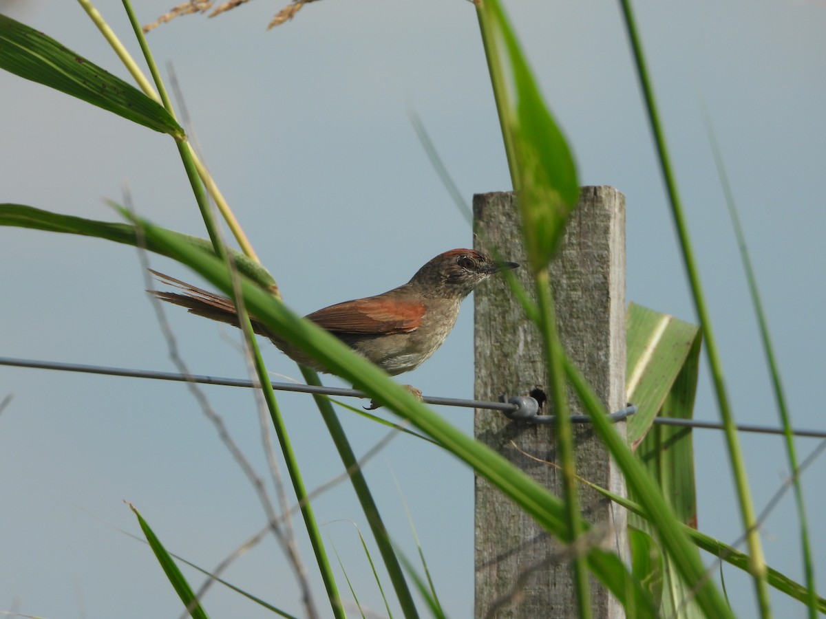 Pale-breasted Spinetail - ML614736548