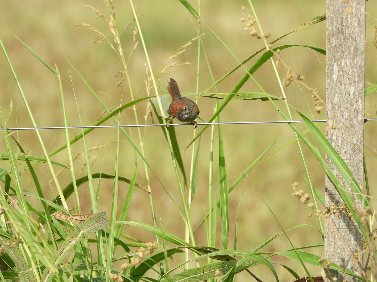 Pale-breasted Spinetail - ML614736549