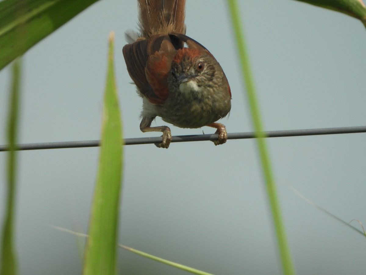 Pale-breasted Spinetail - ML614736550