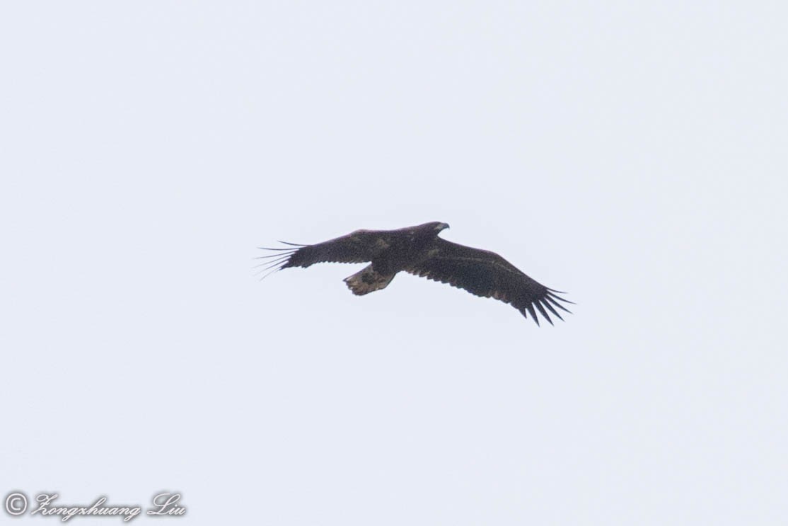 White-tailed Eagle - Zongzhuang Liu