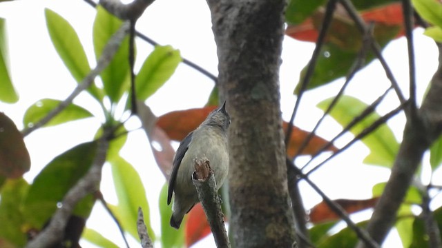 Cambodian Flowerpecker - ML614736626