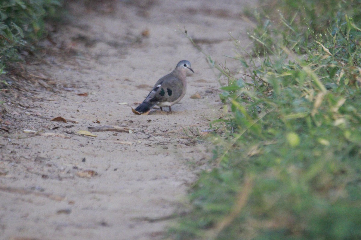 Emerald-spotted Wood-Dove - ML614736646