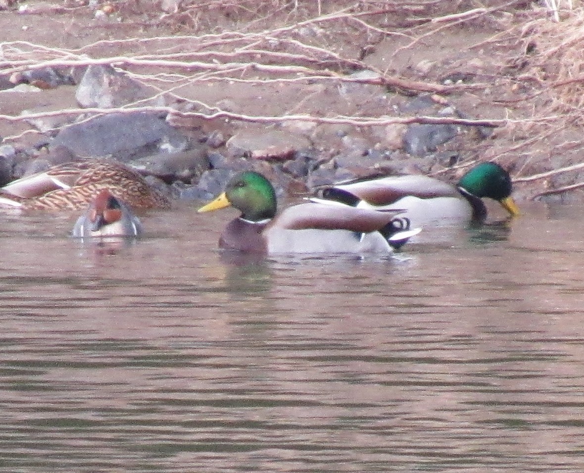 Green-winged Teal - ML614736910