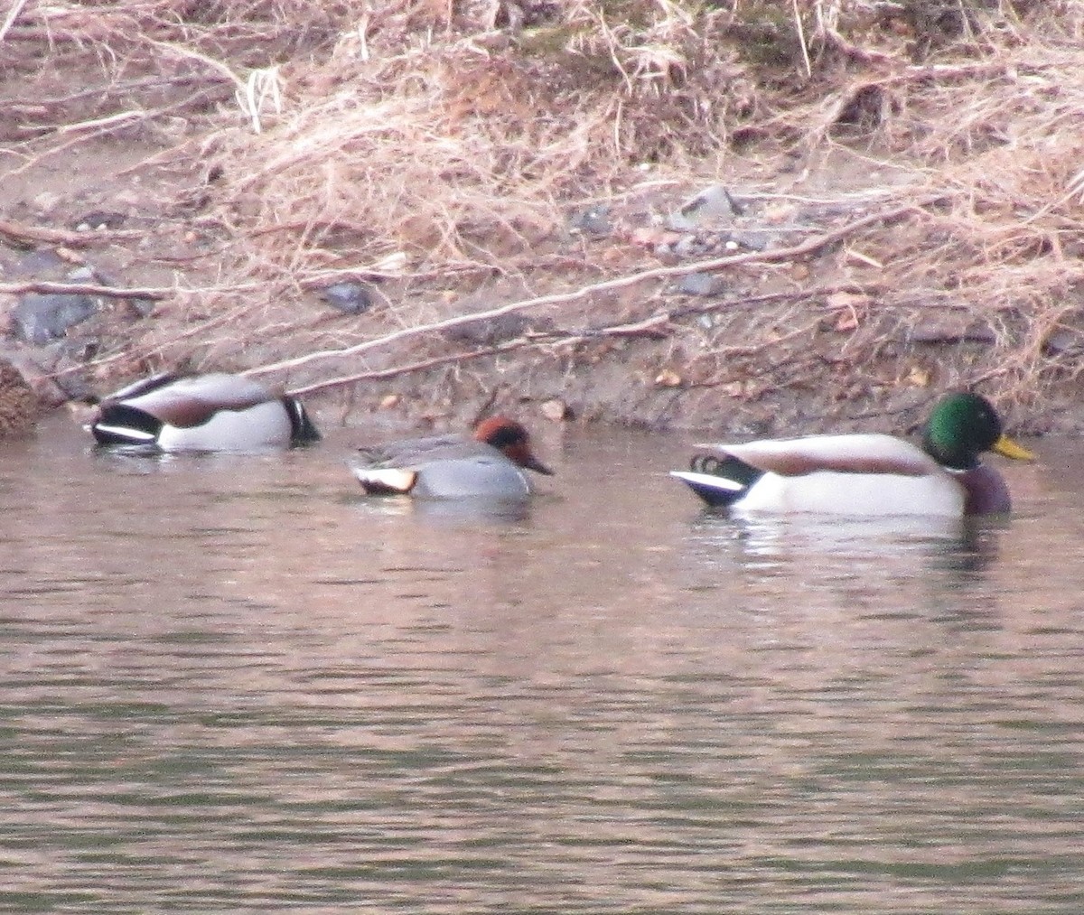 Green-winged Teal - ML614736911