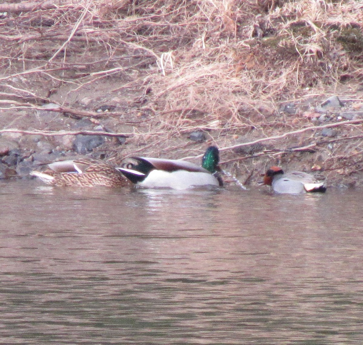 Green-winged Teal - ML614736912