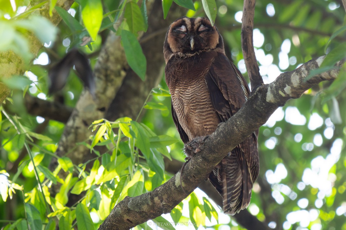 Brown Wood-Owl - ML614737736
