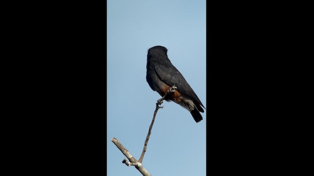 Swallow-winged Puffbird - ML614737747