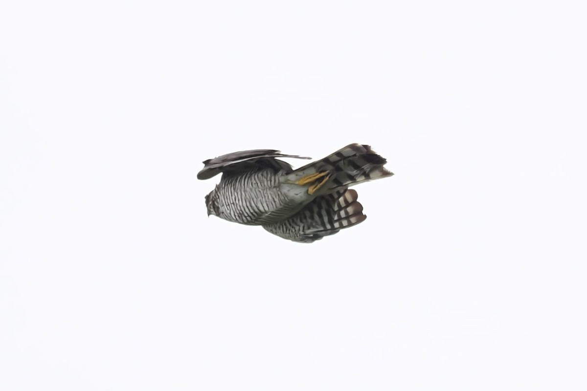 Eurasian Sparrowhawk - ML614737833