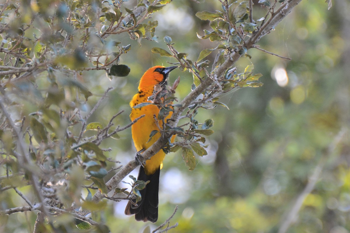 Spot-breasted Oriole - ML614737973