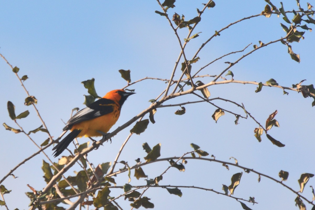 Spot-breasted Oriole - ML614737975