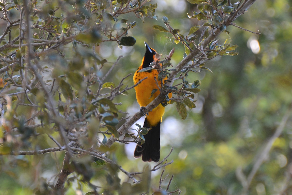 Spot-breasted Oriole - ML614737976