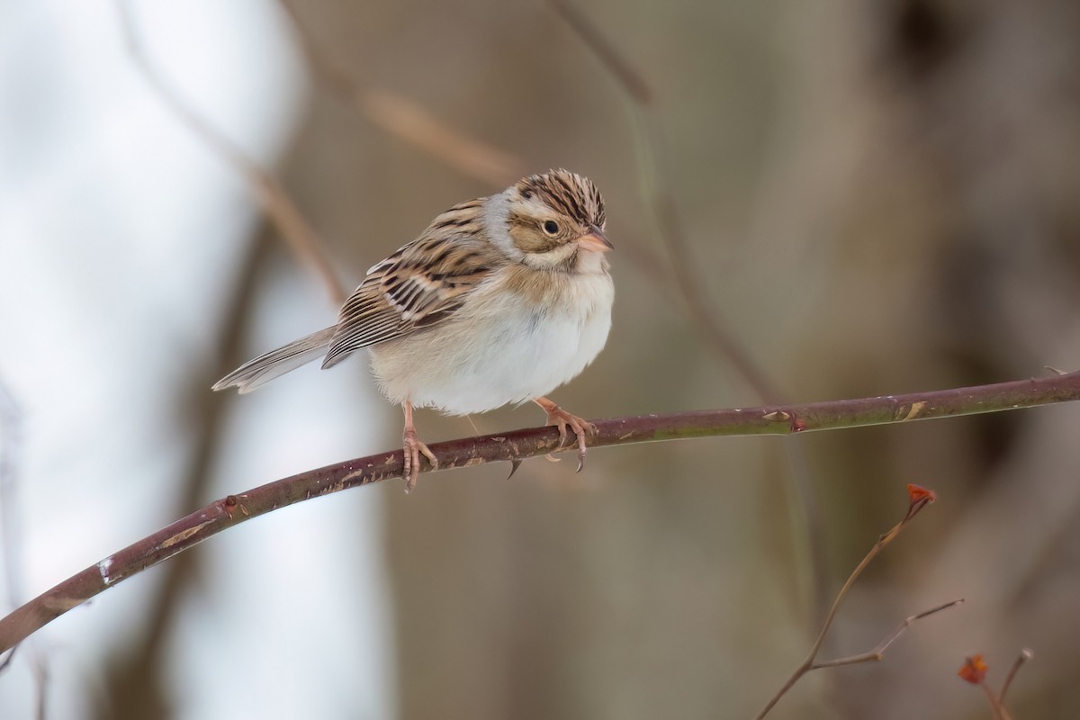 Clay-colored Sparrow - ML614738028