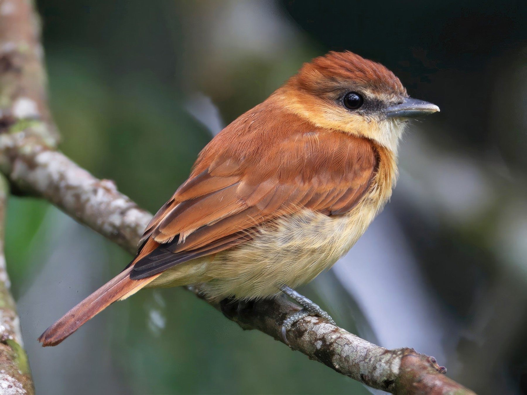 Cinnamon Becard - eBird