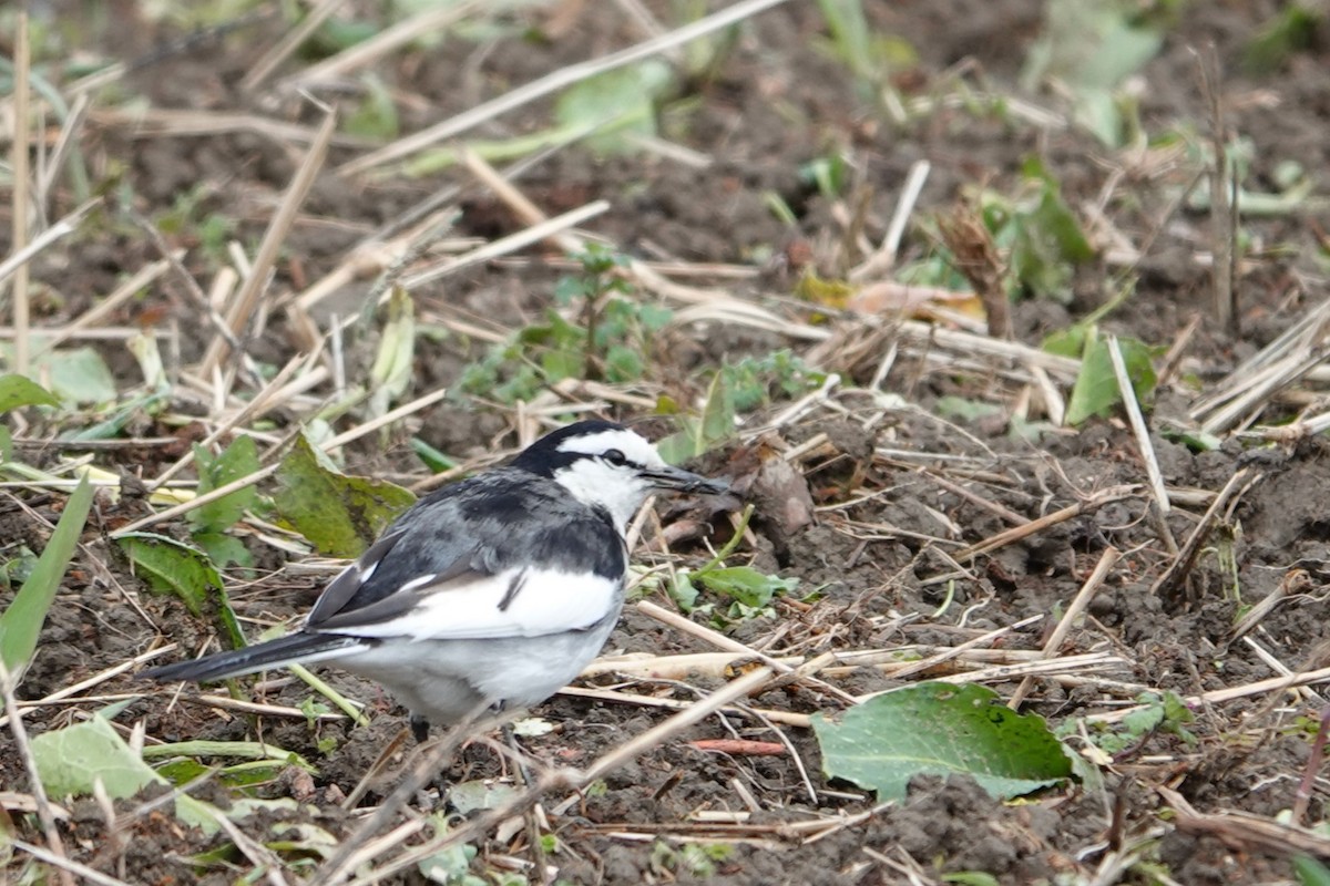 White Wagtail (Black-backed) - ML614738888