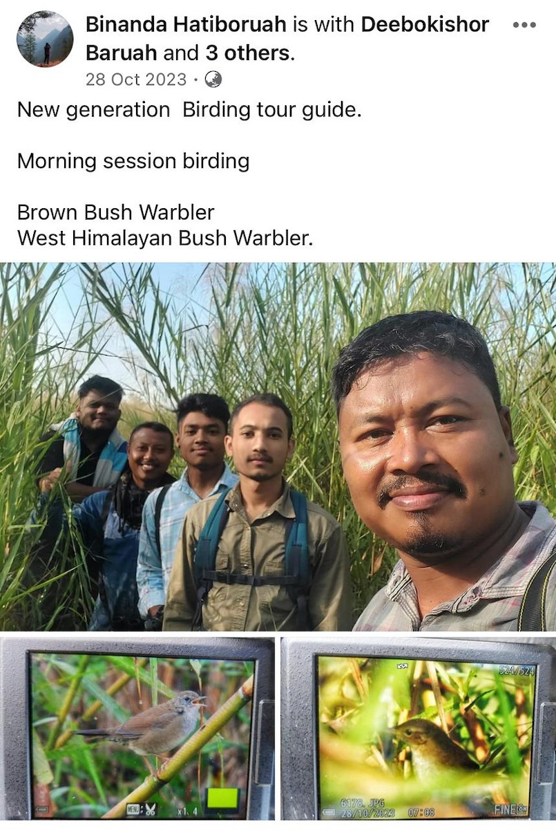 Brown Bush Warbler - Manash Pratim