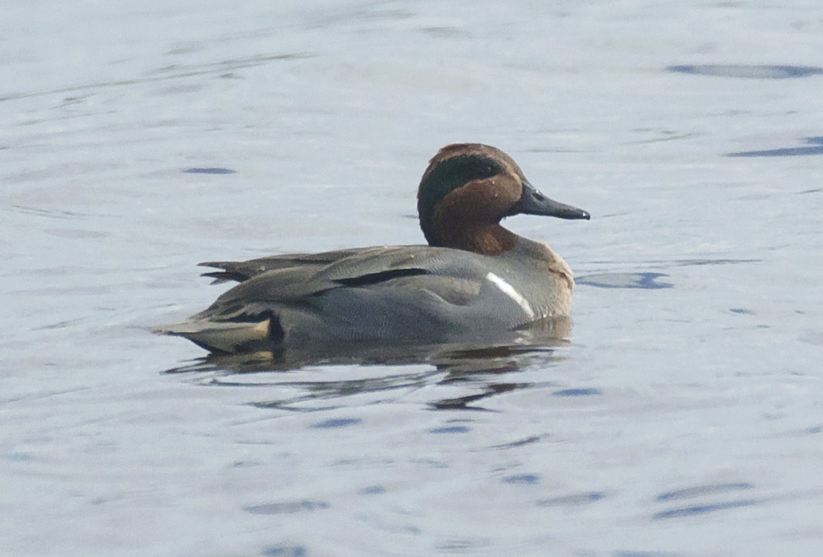 Green-winged Teal - ML614738986
